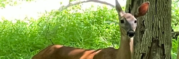 autumnredleaf Profile Banner