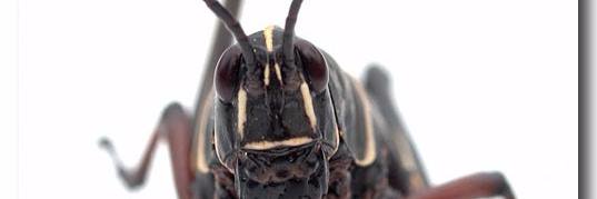 Shadow of the Locust banner