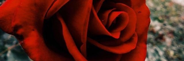 zahraEedrees's profile banner image