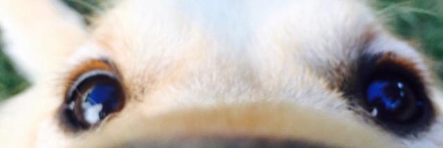 papajootz's profile banner image