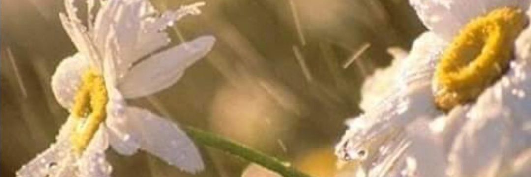 cafreyatte's profile banner image