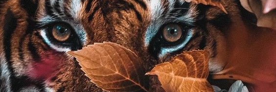 imaandreaa's profile banner image