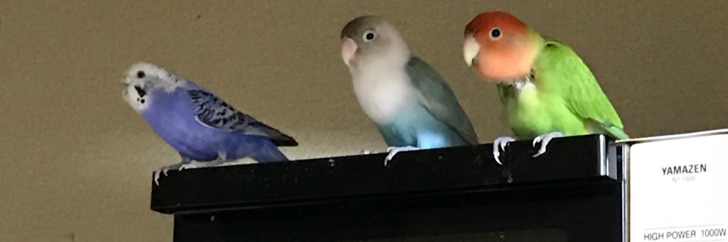 paratoma's profile banner image