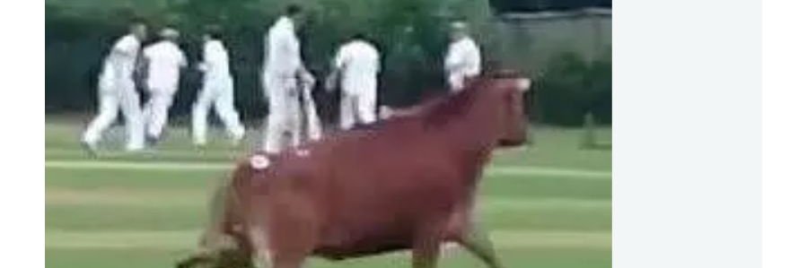 The Kerridge Bull banner