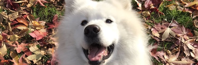 Louisxixon's profile banner image