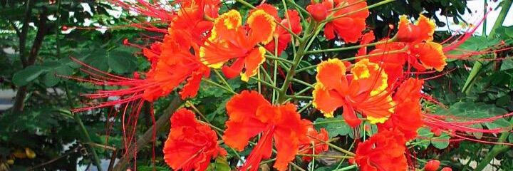 vikasmisragoing's profile banner image