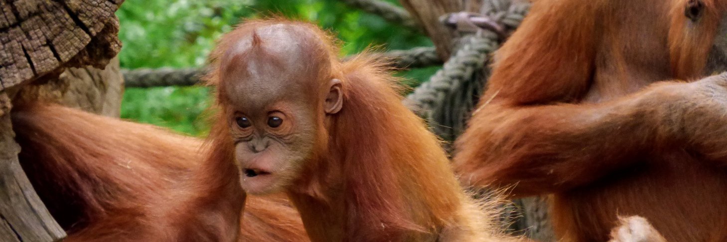 Damien Neadle banner