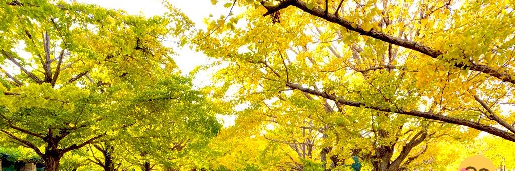maru_ta's profile banner image