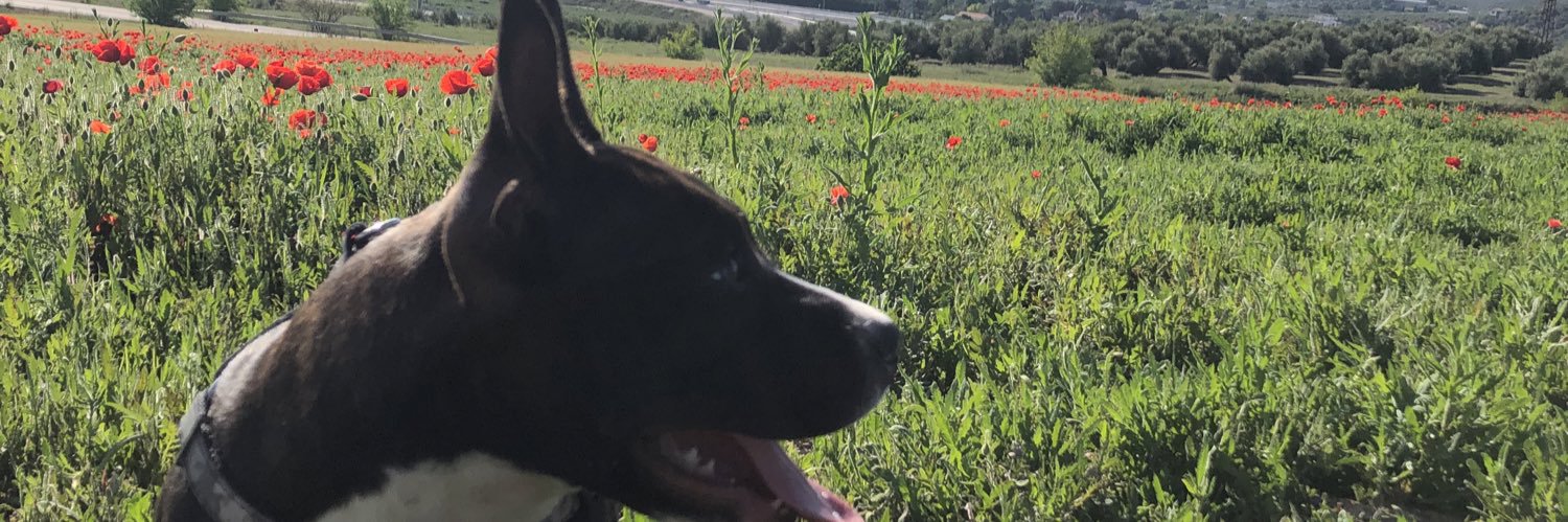 diegoska98's profile banner image