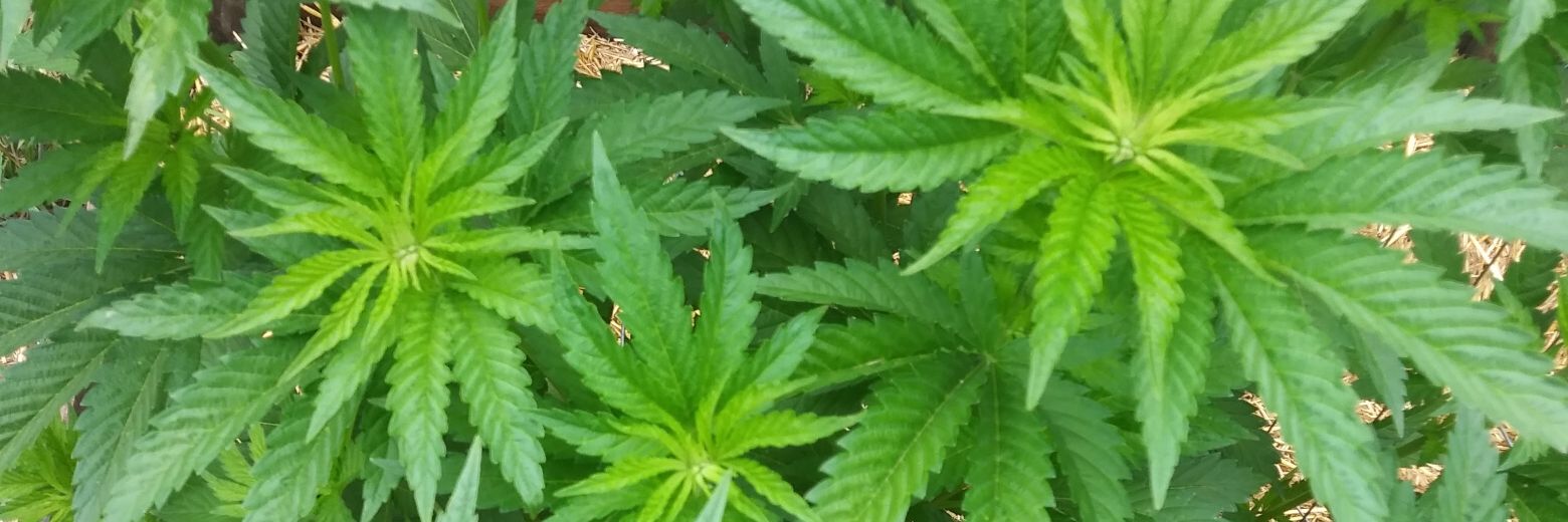 Justin B. Marshall - iAmCannabis 🎶 banner