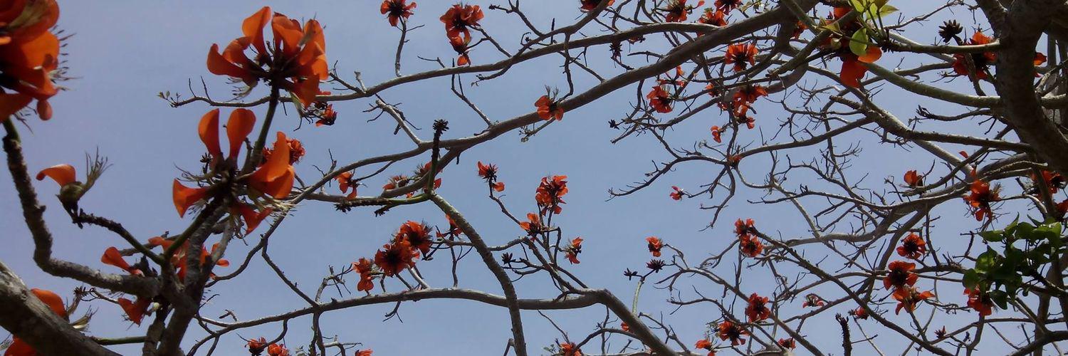 samnayaMay's profile banner image