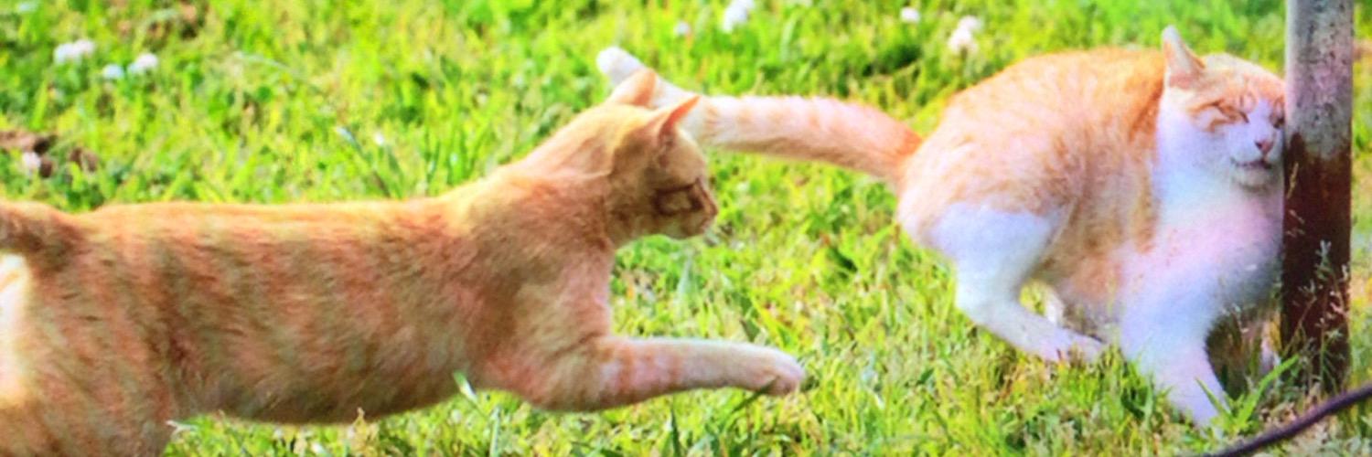 copekky's profile banner image