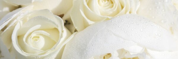 FLORATERIA Profile Banner