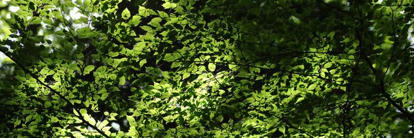 MartinsRoom Profile Banner