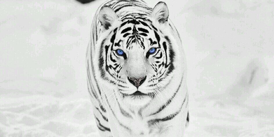 amarruecos1996's profile banner image