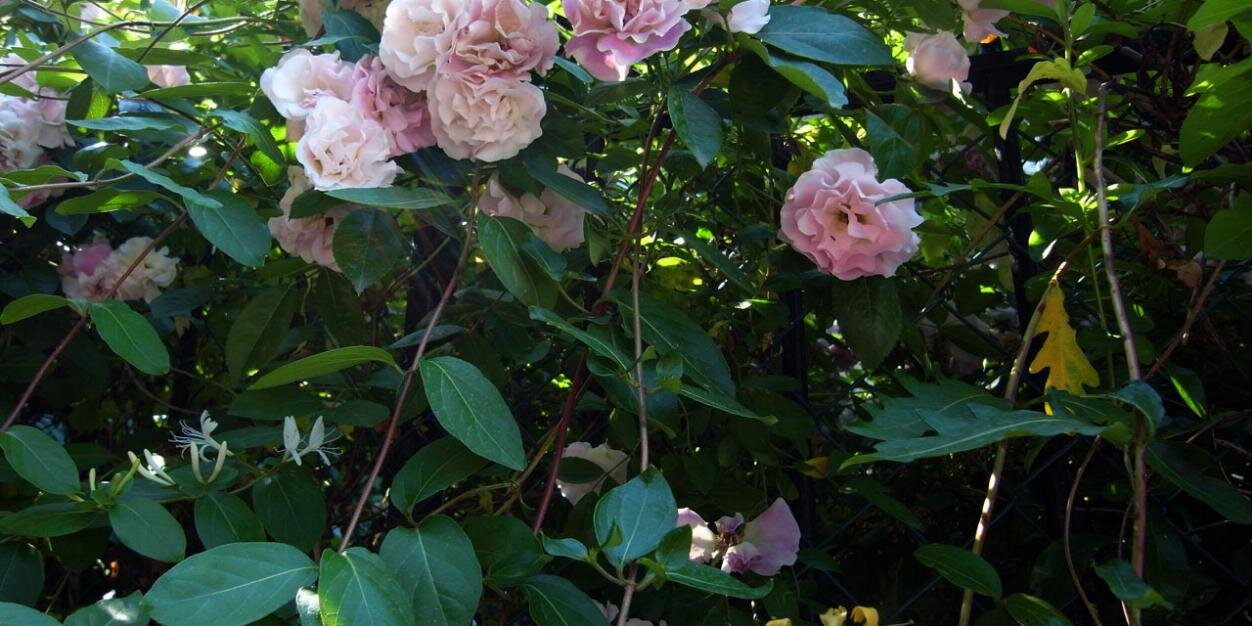 CentiRenella's profile banner image