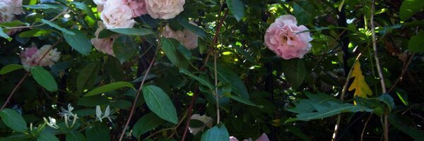 CentiRenella Profile Banner