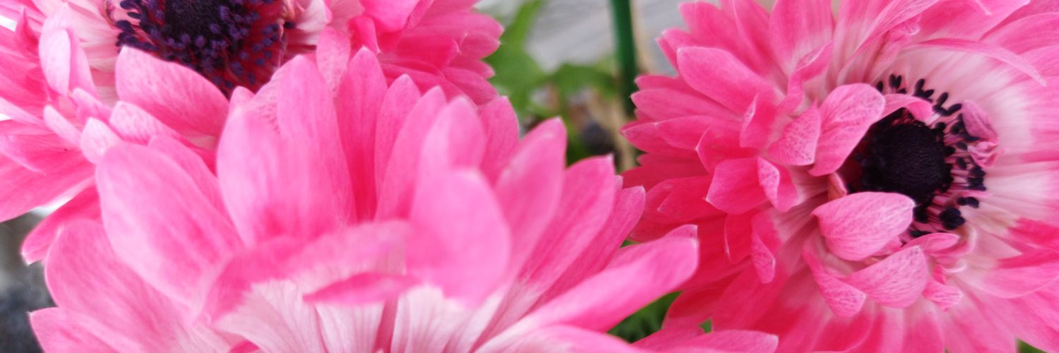 tsumi91's profile banner image