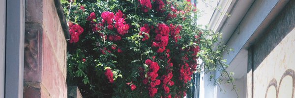 gracebrown98 Profile Banner