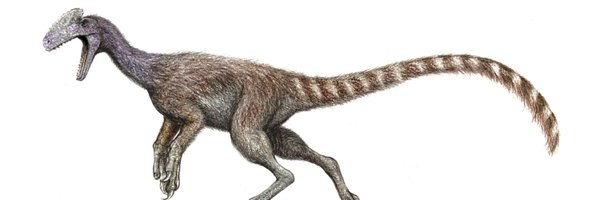 Guanlong_wucaii Profile Banner