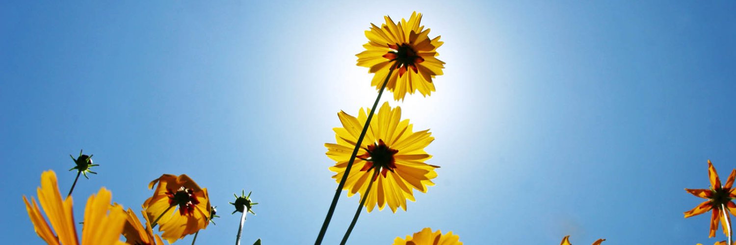 Madam Frou Frou banner