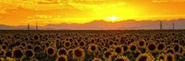 rnaraa Profile Banner