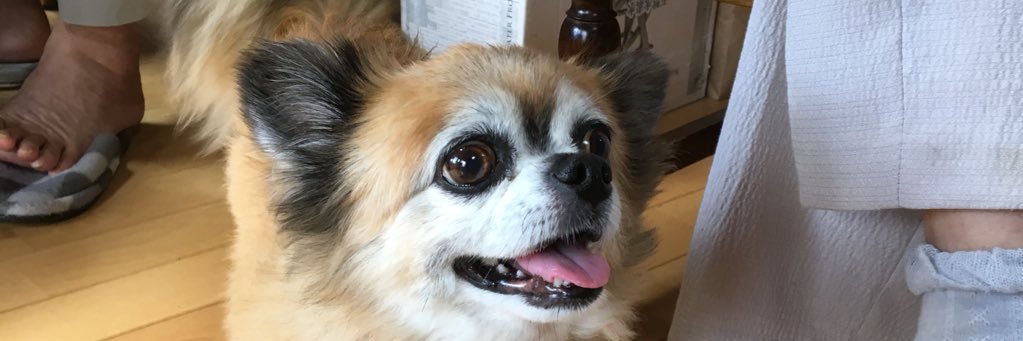 RadMemeshe's profile banner image