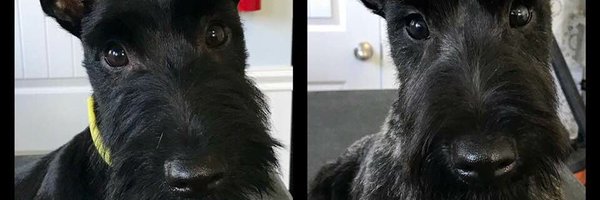 scottielvrutah Profile Banner