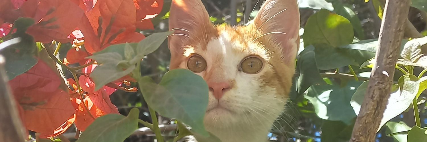 Arvceleste's profile banner image