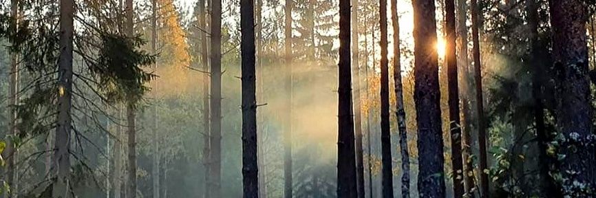Annamaija Vihavainen banner