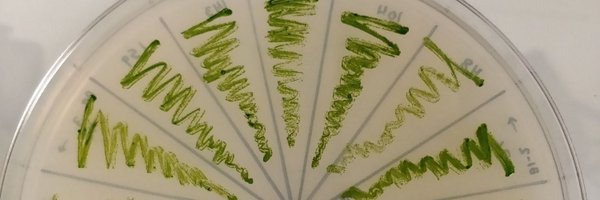 ana_algae Profile Banner
