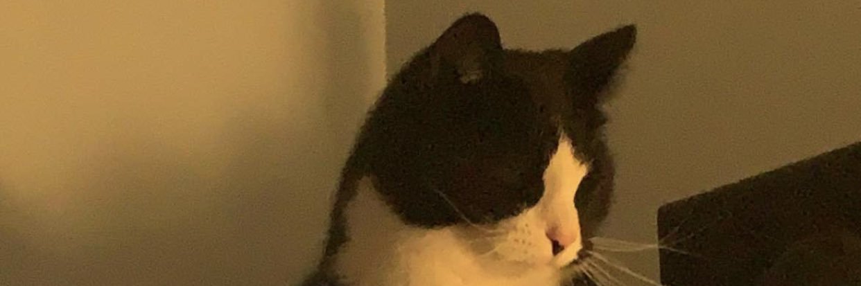 notcutemama's profile banner image