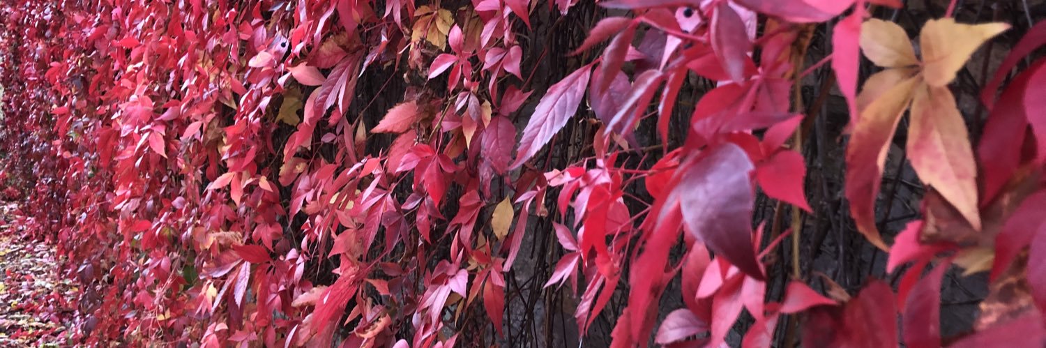 MatildasCat's profile banner image