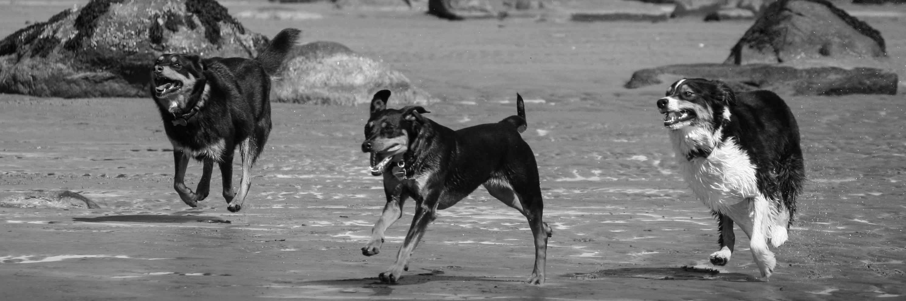 3doghausatx's profile banner image