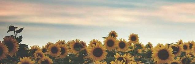 IlseFv's profile banner image