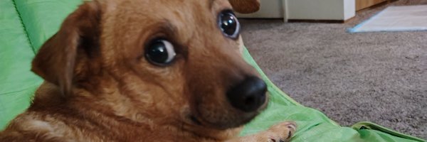 Shortdo75823357 Profile Banner