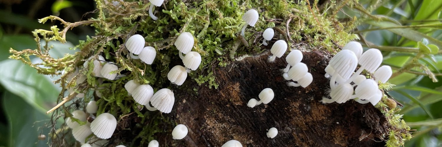 Stake N Bake 🇺🇸 banner