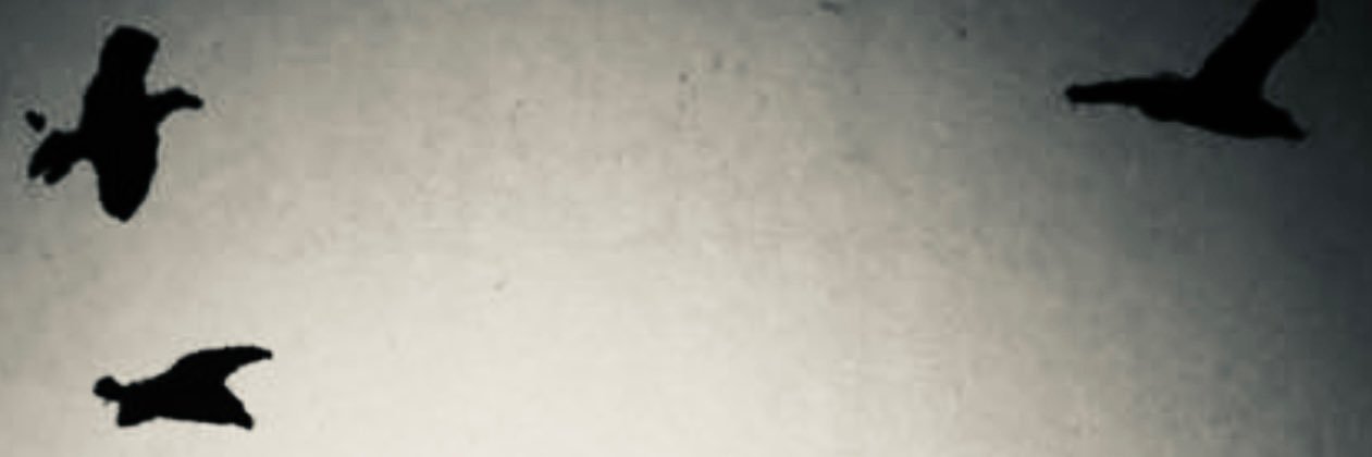 EvRim banner