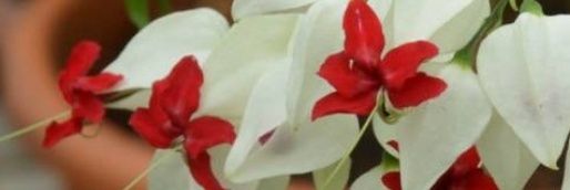 Clerodendrum  banner