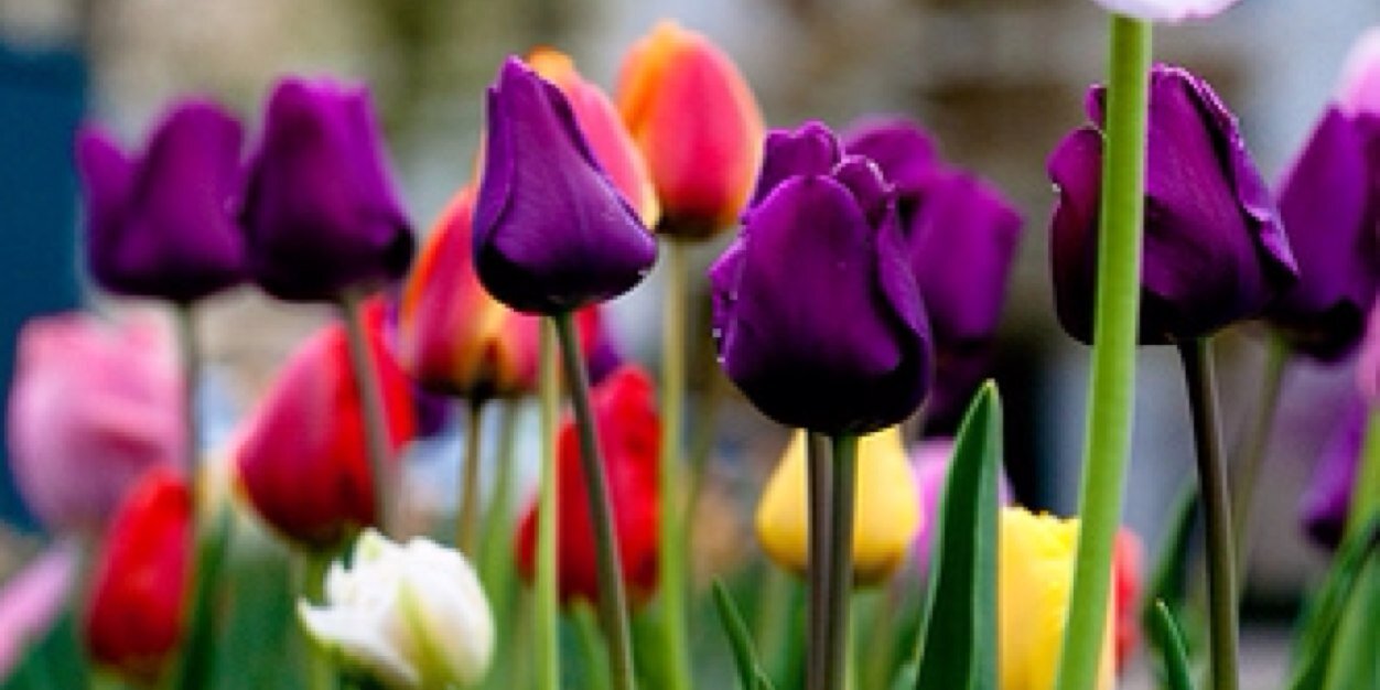 M_Biedenbach's profile banner image