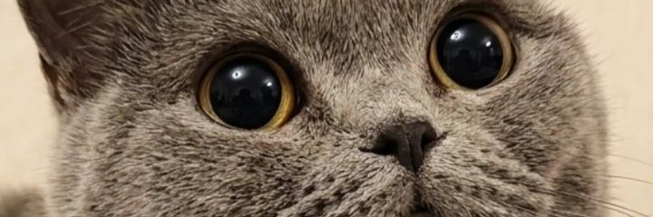 firdevsyeter's profile banner image