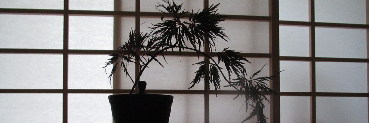 boarchitekt's profile banner image