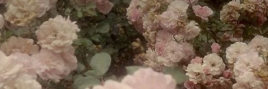 ˙⁠❥ magg banner