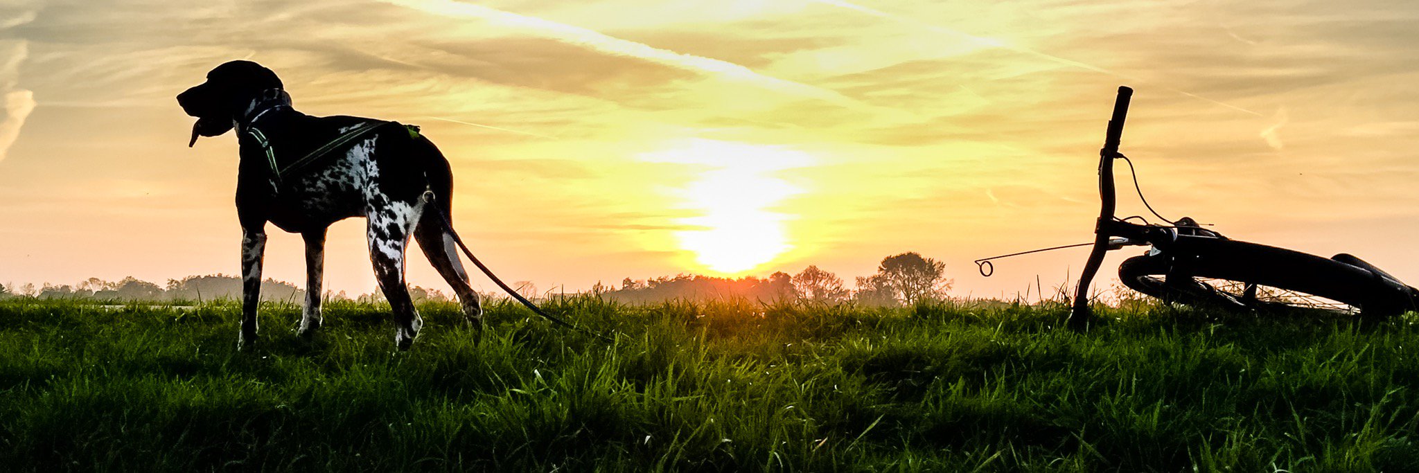 haroldmeerveld's profile banner image