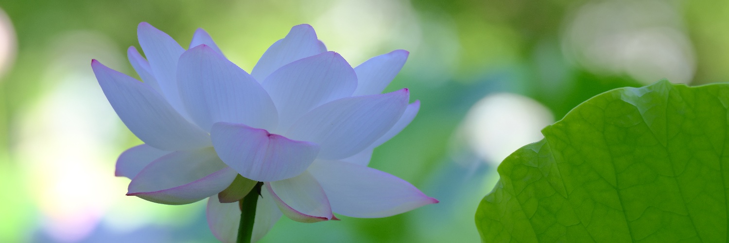 ふくよし@むー banner