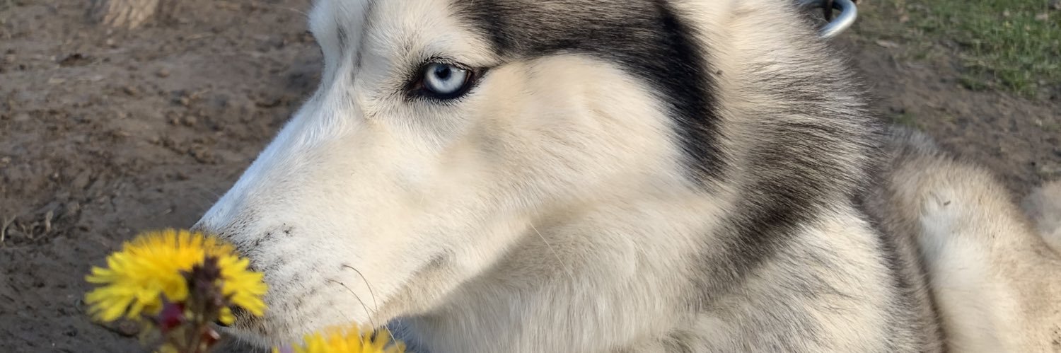 sreda79's profile banner image