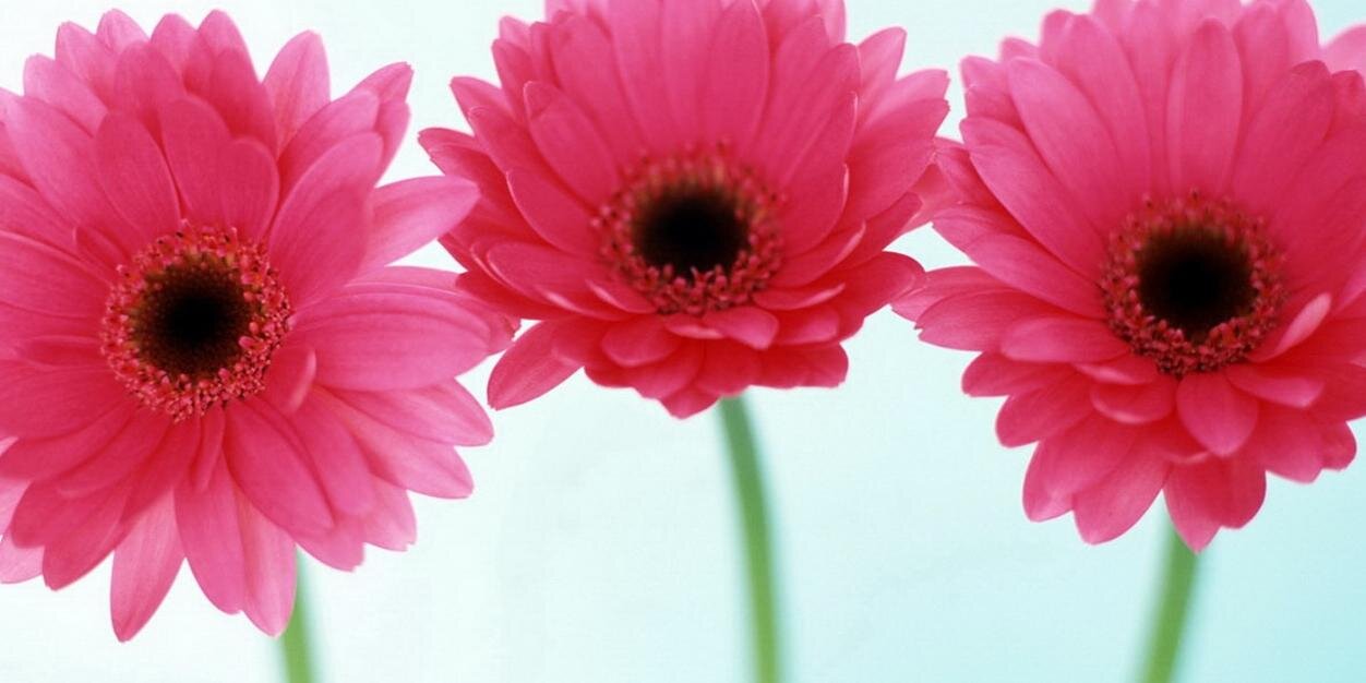 alisonjcor's profile banner image