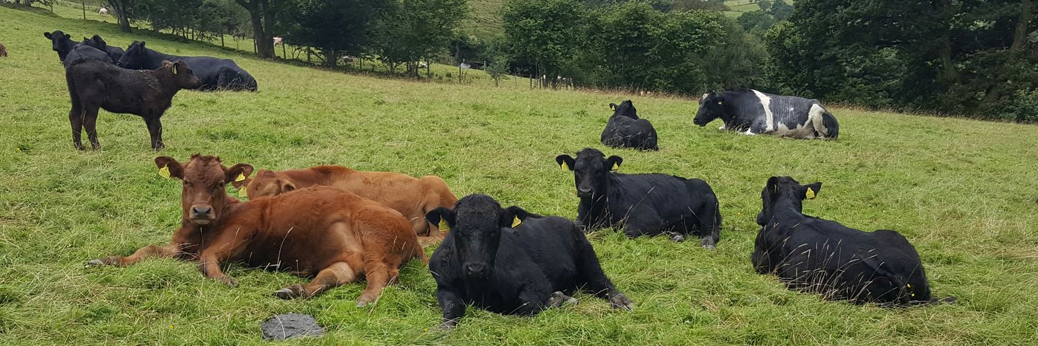 delyth fox-thomas banner