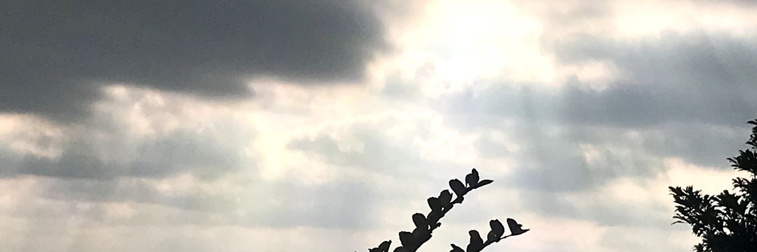 BoBo banner