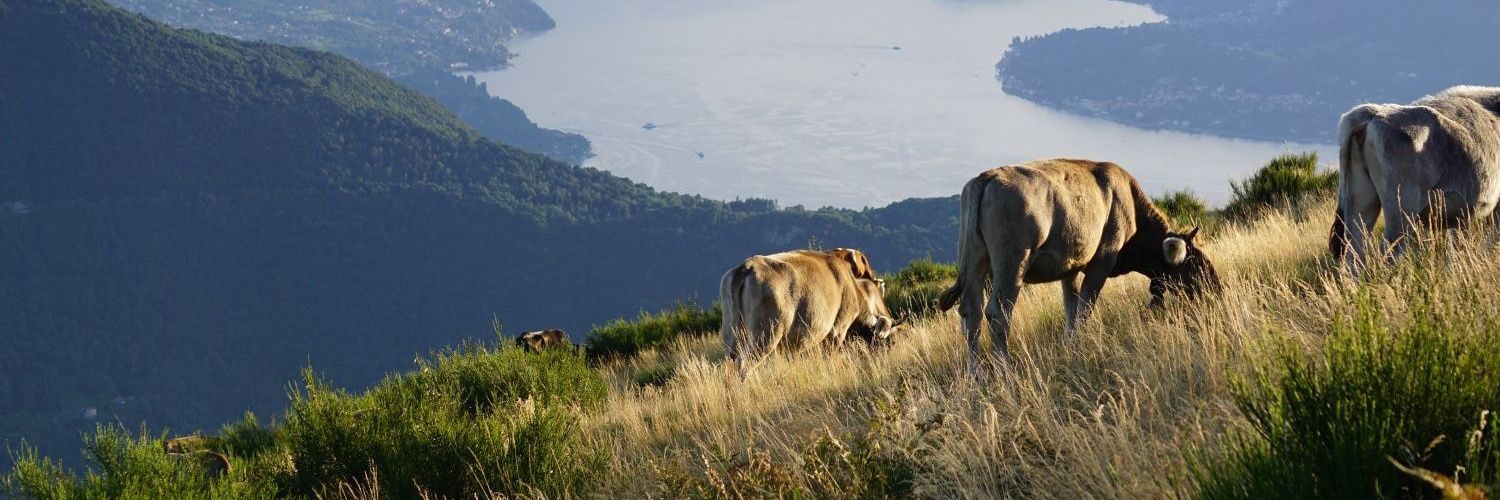 Elda Le Bras Signori banner